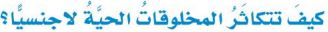 لا جنسي